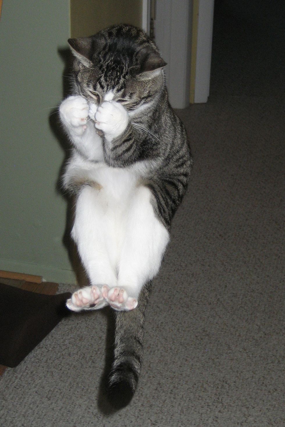 Anti-Gravity Standing Cat
