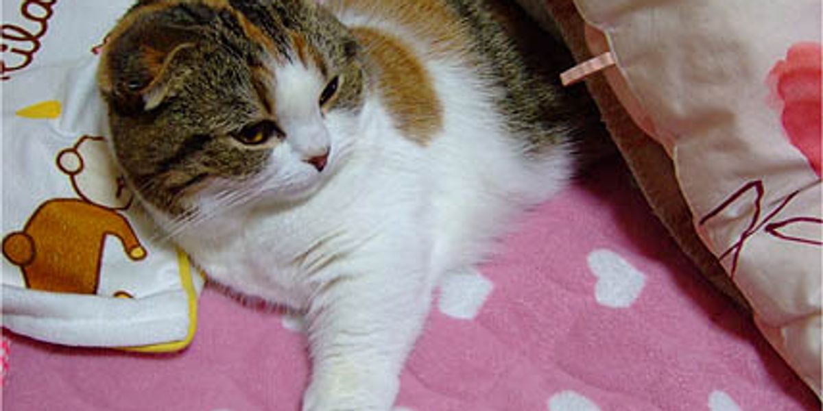 Cat vs QTip Love Meow