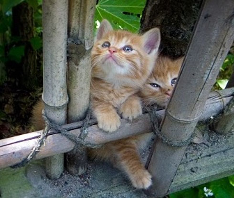Ginger Kitties Playing on a Bamboo Scaffold