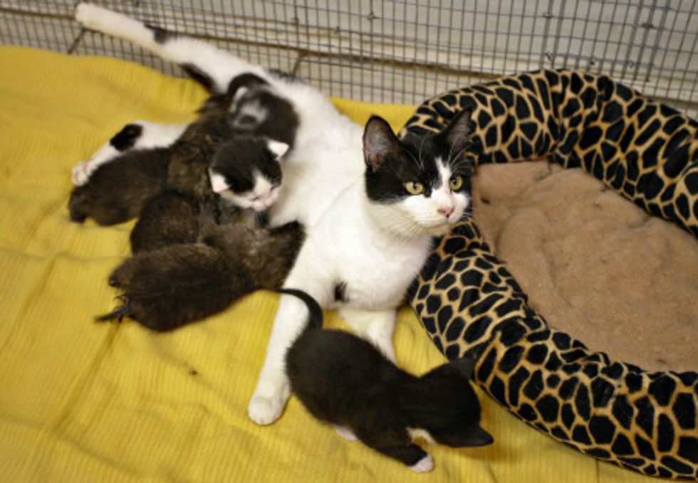 House Cat Nurses Orphaned Bobcat Kittens
