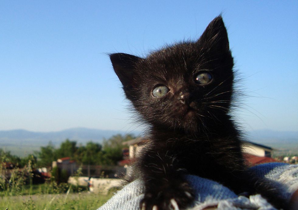 Beloved Black Furry Baby