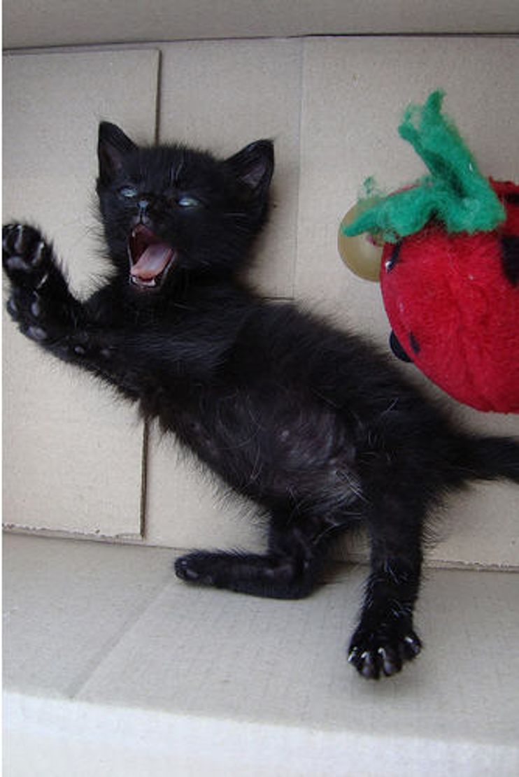 angry black kitten