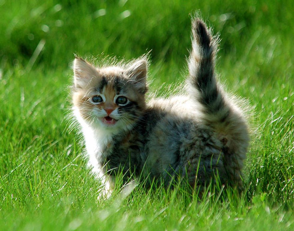 Venus the Kitten