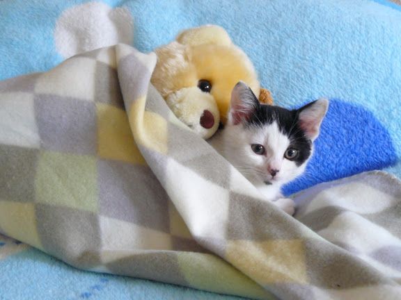 kitty with teddy bear