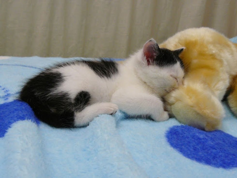 kitten and teddy bear