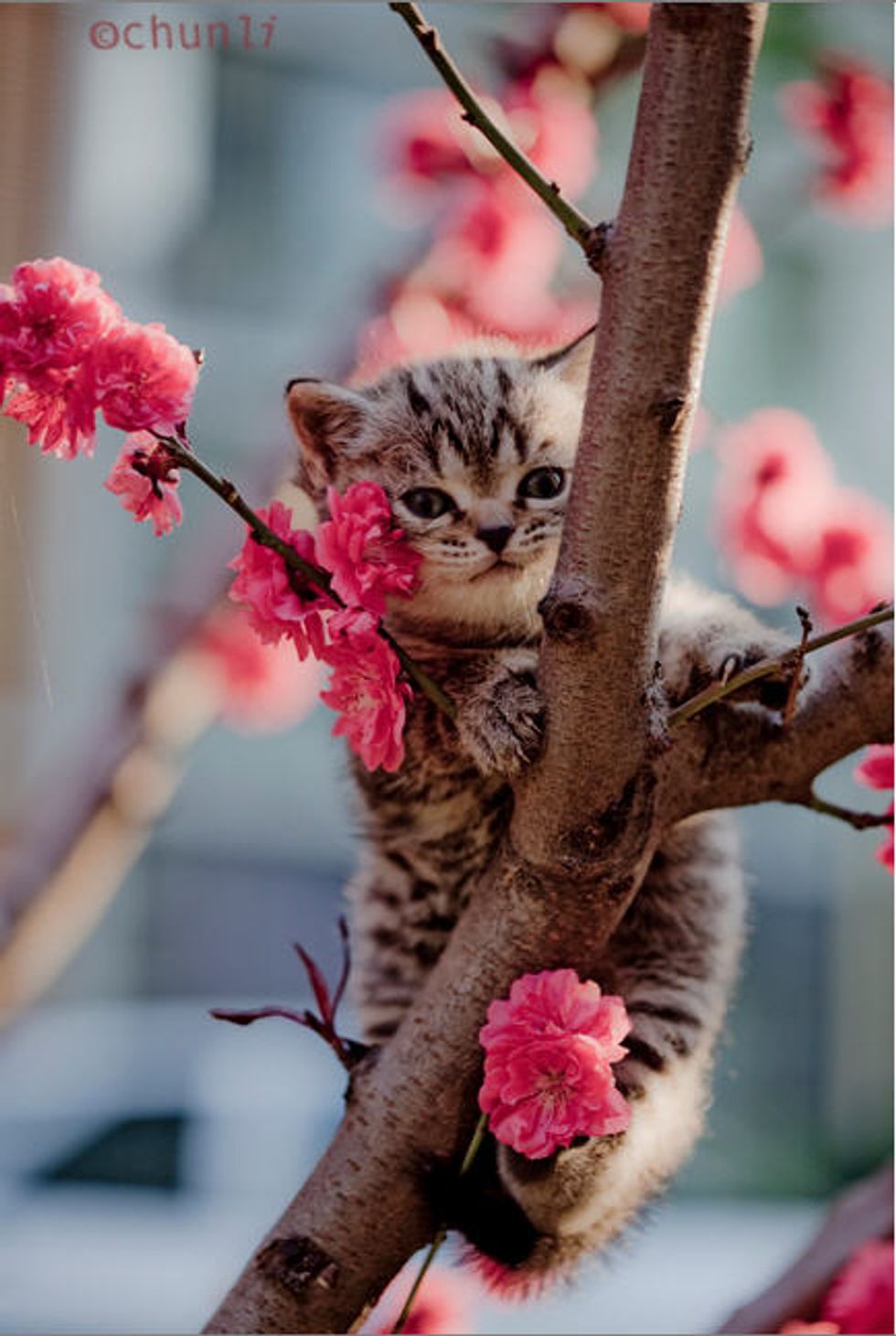 Tree Climbing Kittens