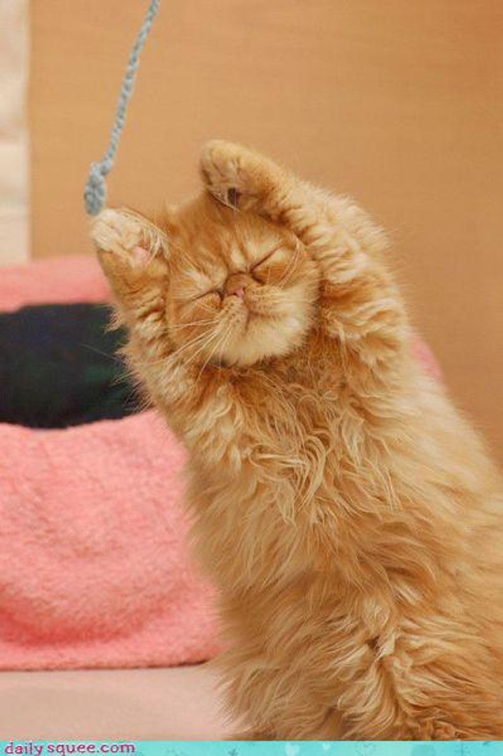 Zen Cat Stretching