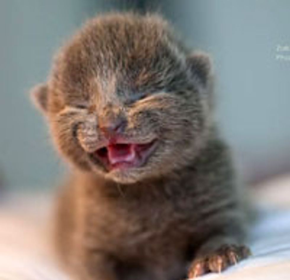 Teeny Tiny Grey Fuzzball