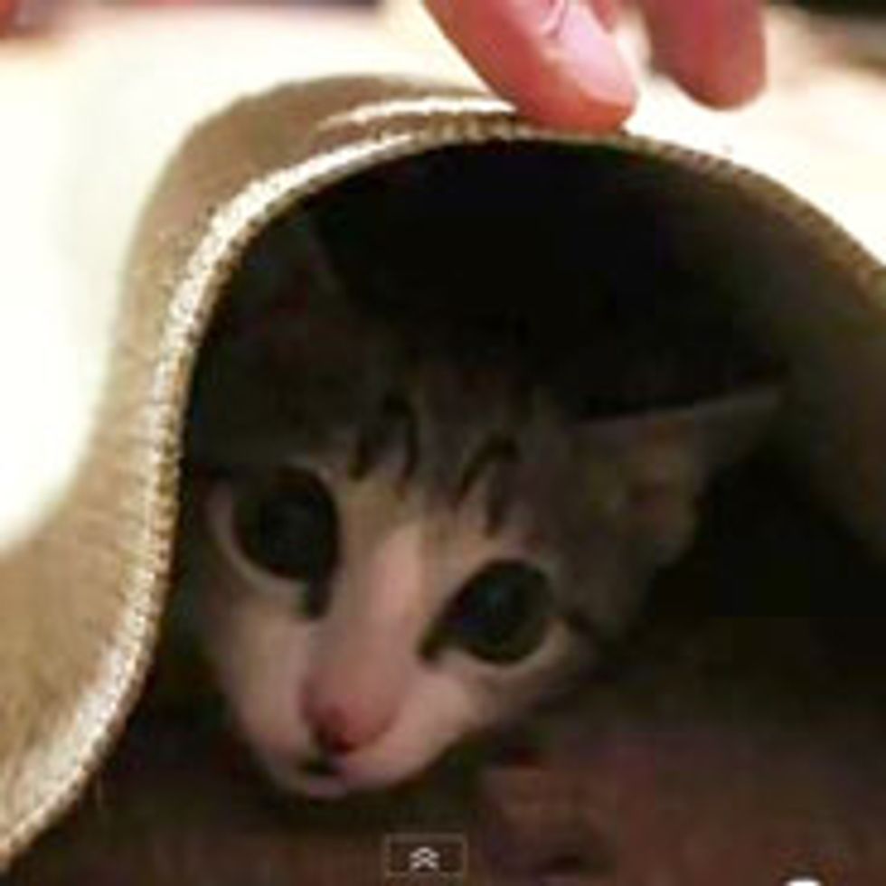Hidey Kitty Under a Mat