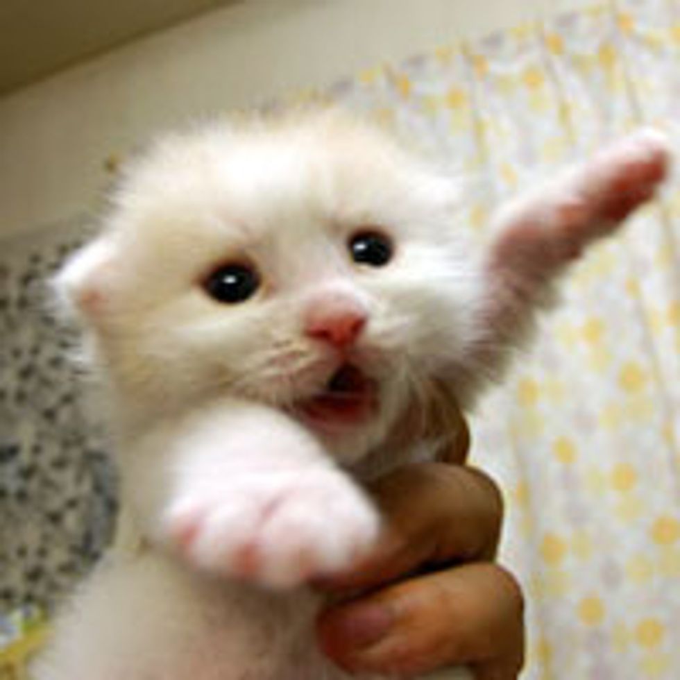 Hug Pawese!