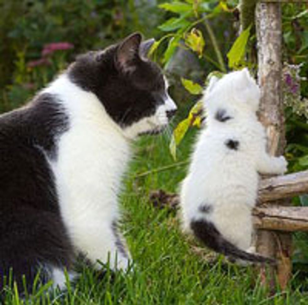 Jack the Blind Kitty Adopts Little Rescue Kitten