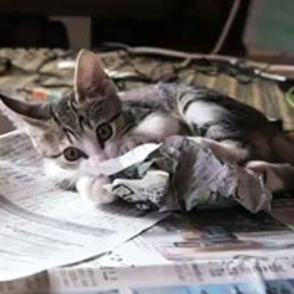 Kitty Attacks Newspaper