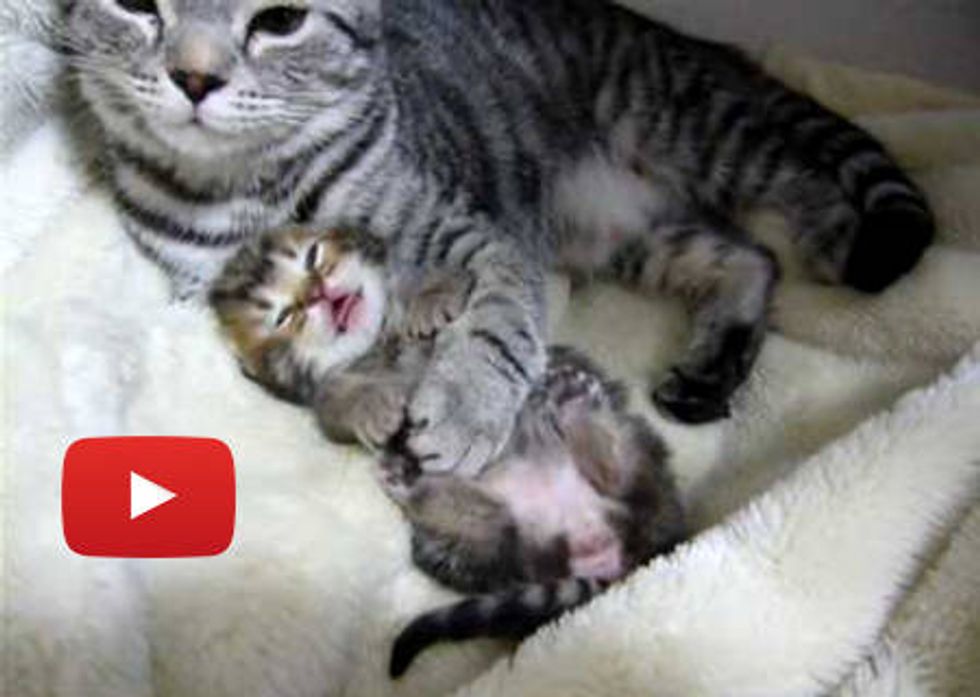Sweet Cat Mama Cuddling Baby Kitten to Sleep