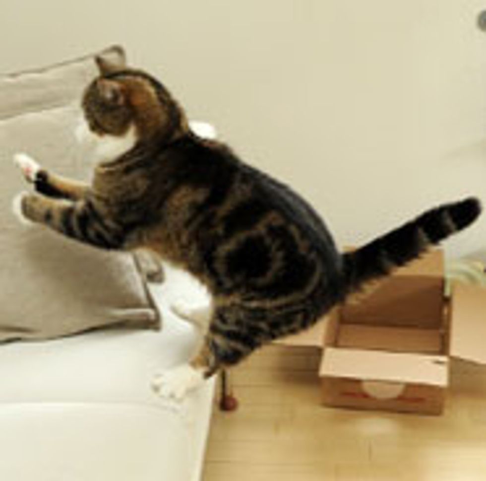 Maru Jumping in Slow Mo