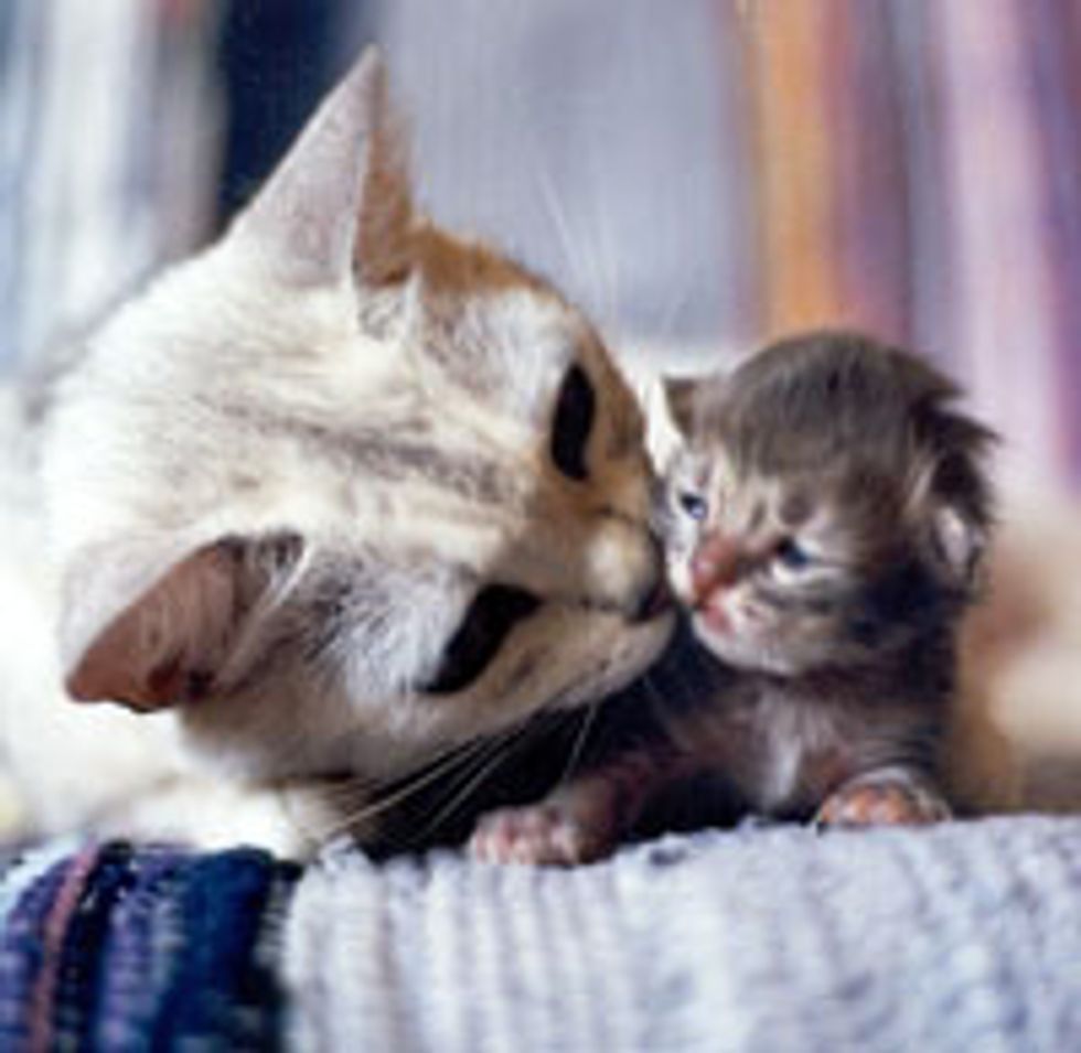 A Mother's Kiss Cures All