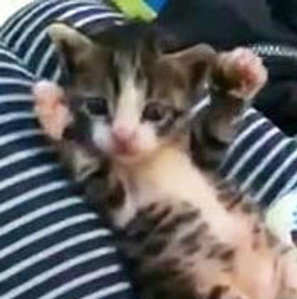 Stretchy Stripey Kitty