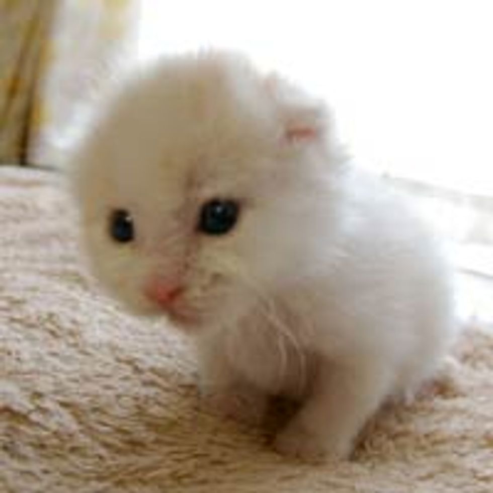 Kitty Falling Asleep
