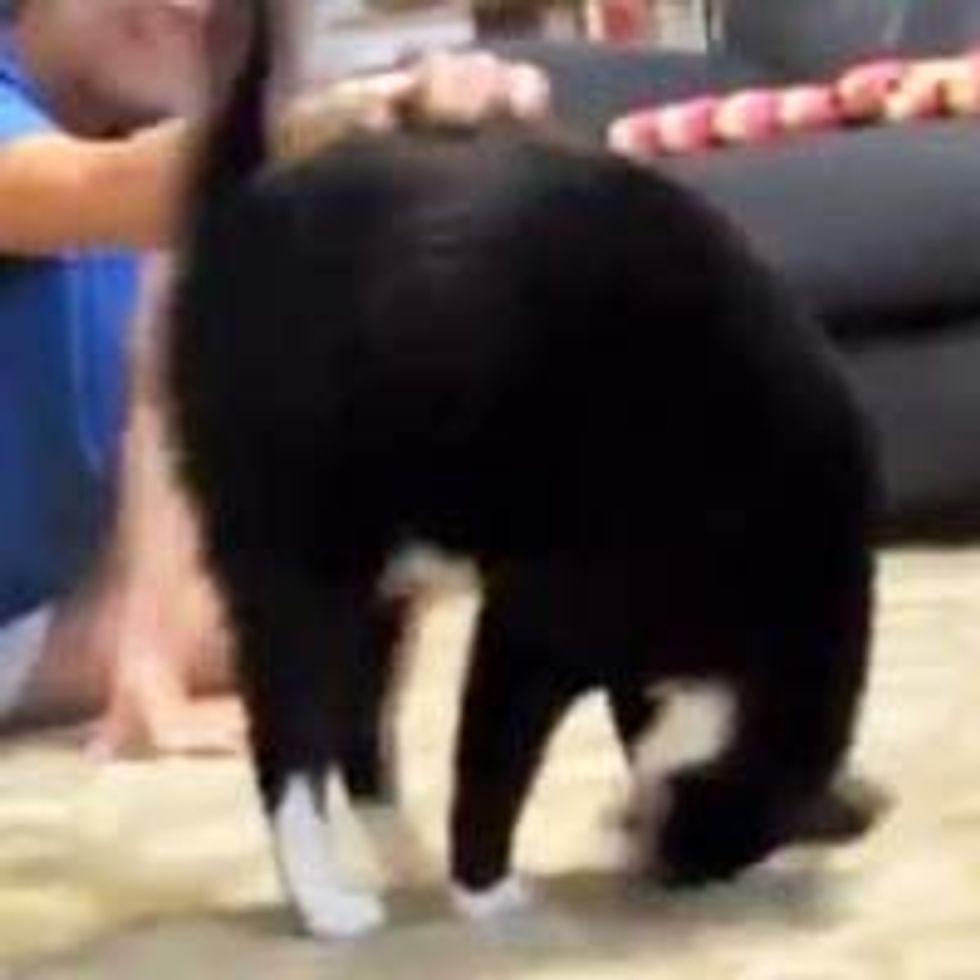 Somersault Kitty
