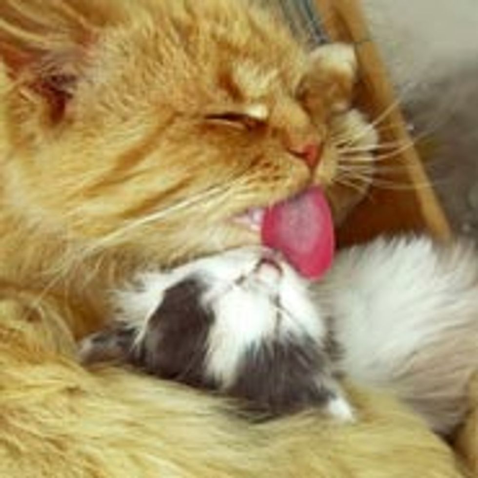 Love Between Cat Mama and Tiny Kitten