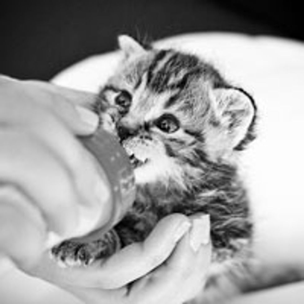 Tabby Kitty Loves His Bottle and the New Home