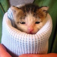 Tiny Foster Kitten Burrito Love Meow