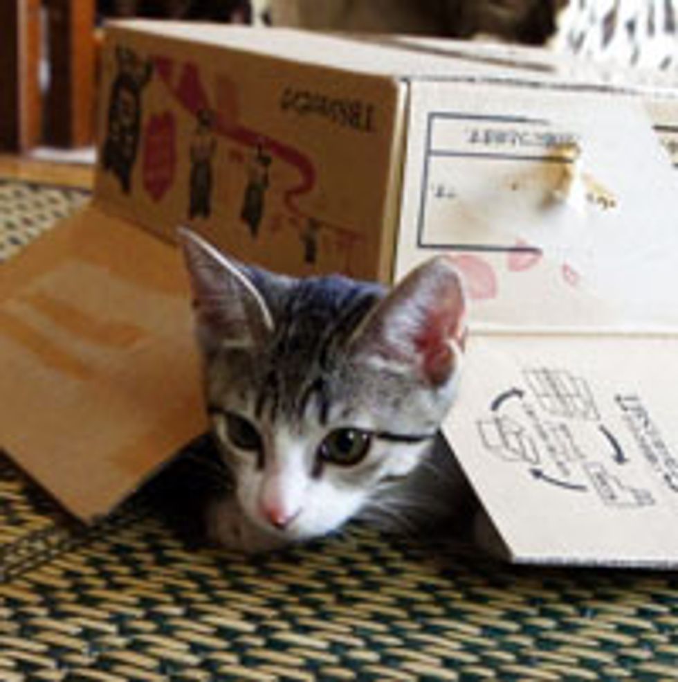 Cute Kitty Playing Under Box