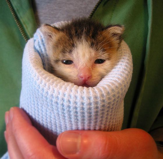 burrito kitten