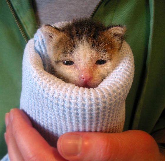 Kitten burrito shop