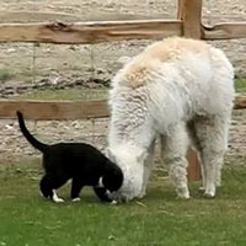 Kitty Loves Alpaca