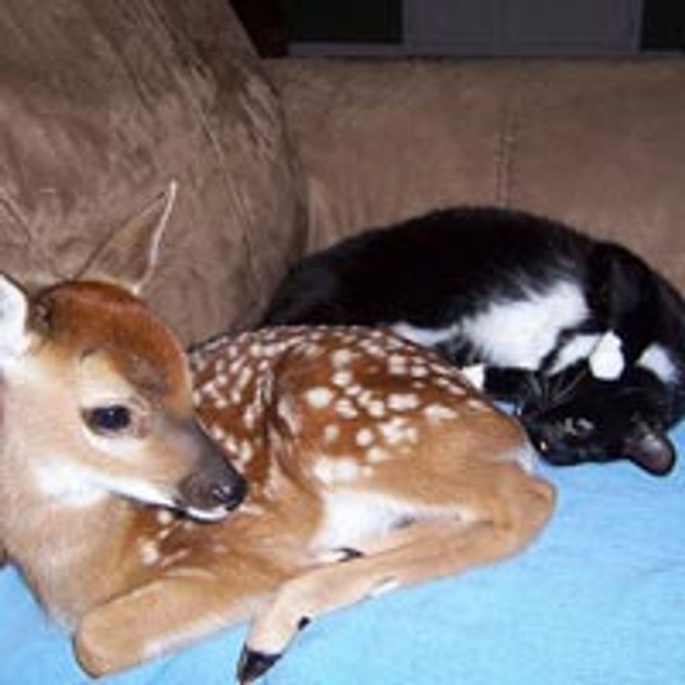 Cat and Deer, Best of Friends