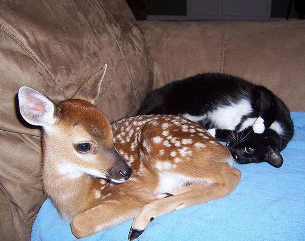 Cat and Deer, Best of Friends - Love Meow