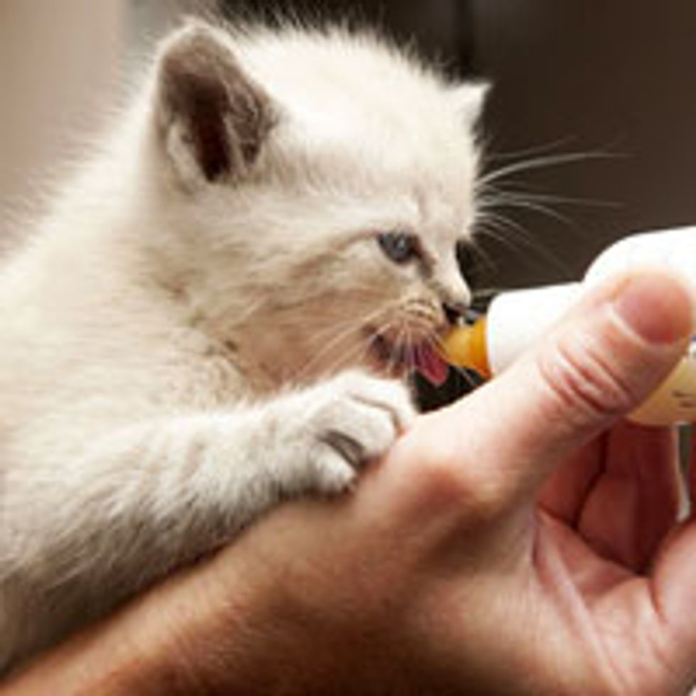 Rescue Kitten Gets Bottle from Soldier
