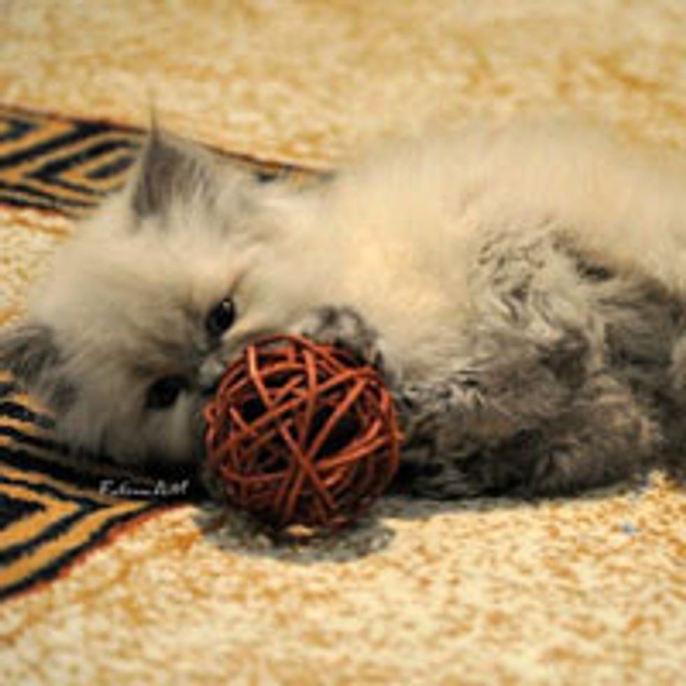 Ball of Fluffy Cute, Then and Now