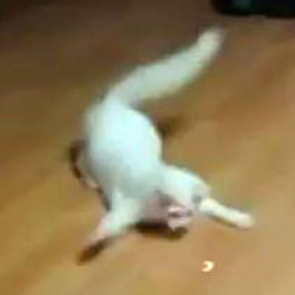 Crab Kitty vs Laser Pointer