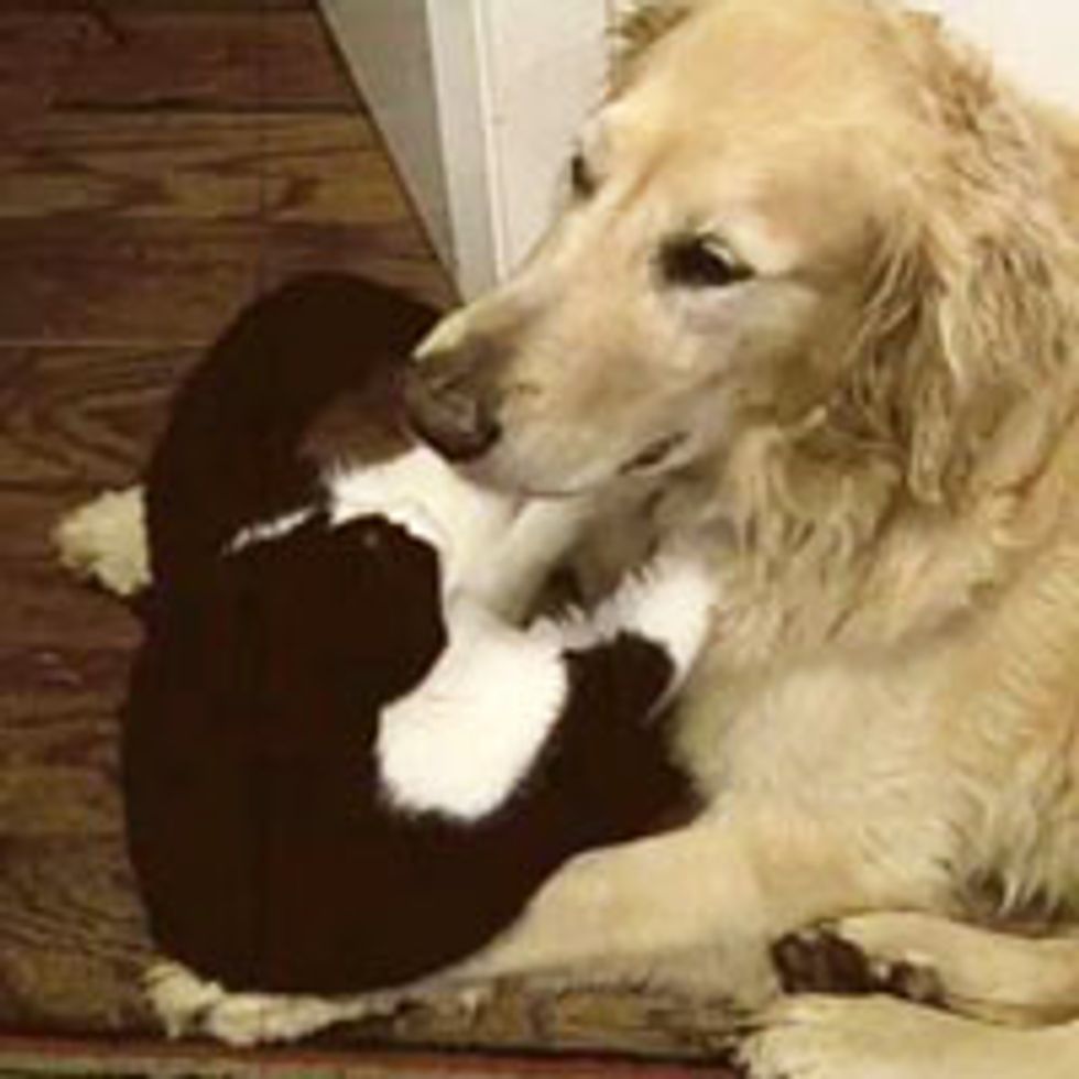Kitty Gives Dog a Massage and Lots of Love