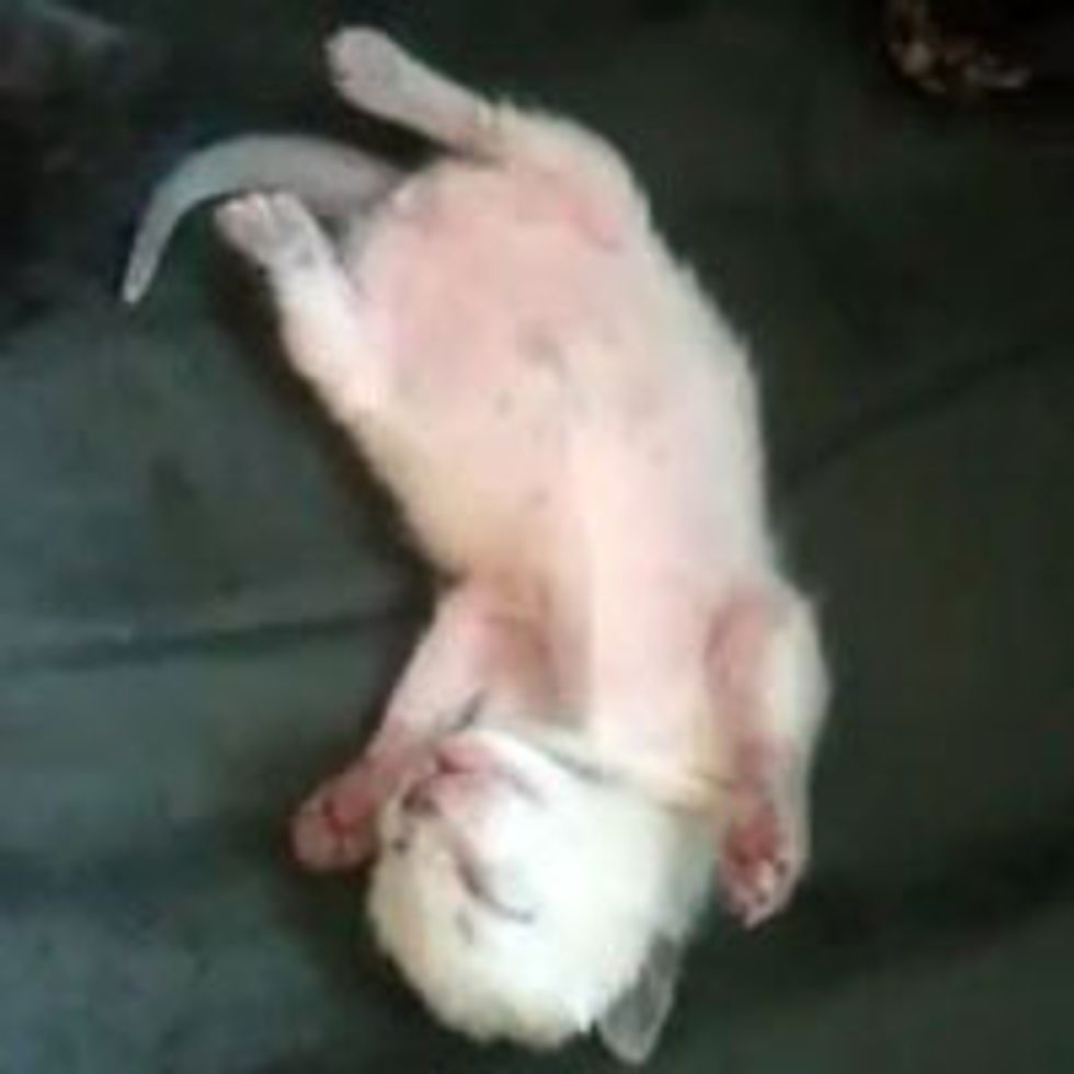 Cute Kitty Twitching Footsies, Having a Dream