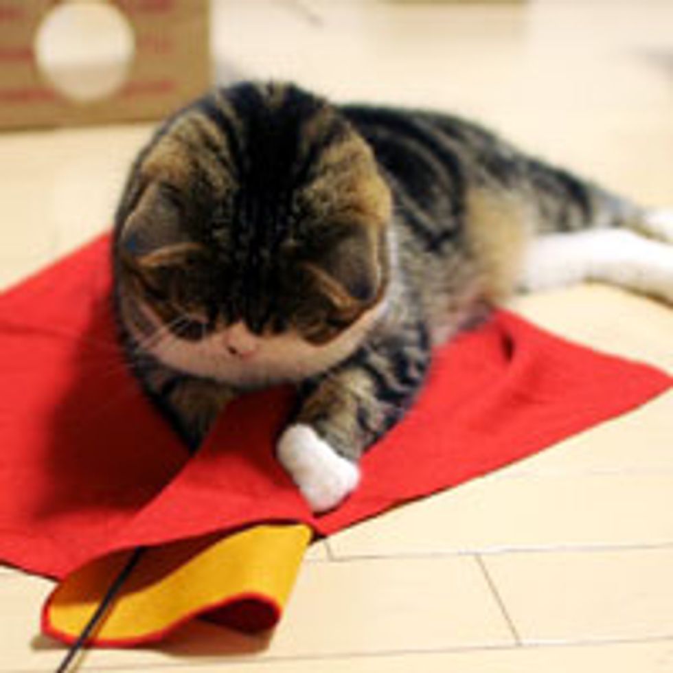 Maru Playing with Red 'Toy'