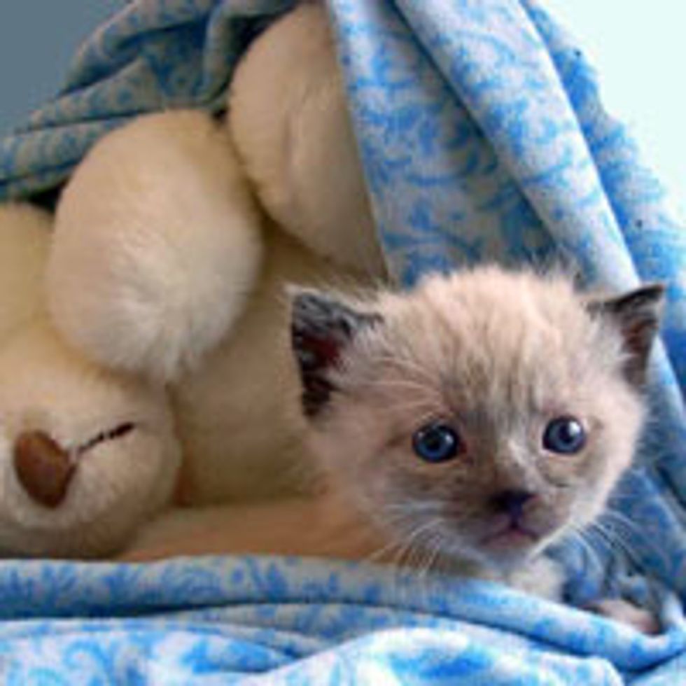 Tiny Orphan Kitty Found in a Bush Nuzzles with Teddy