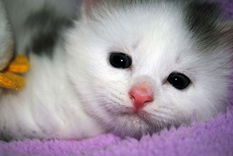 cute fluffy white kitten