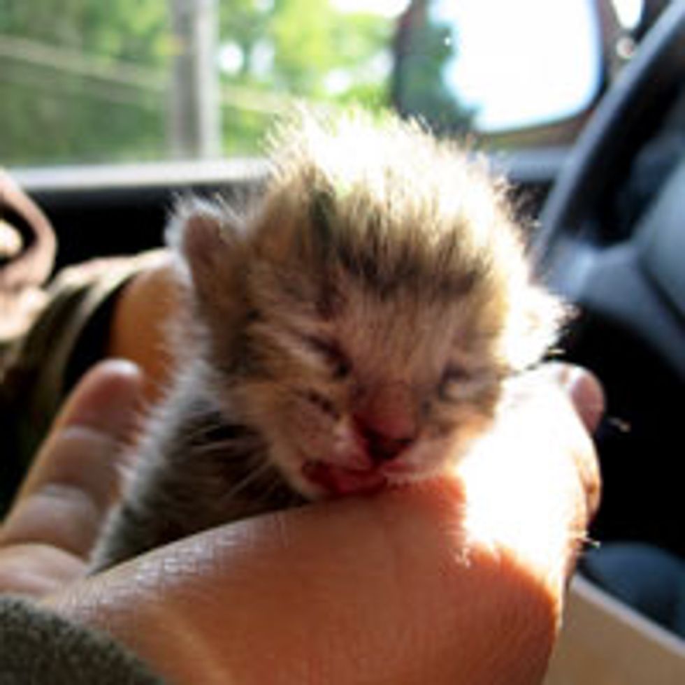 1 Day Old Rescue Kitten Found Happiness!