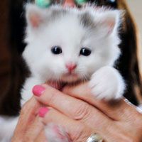 Tiny store white kitten