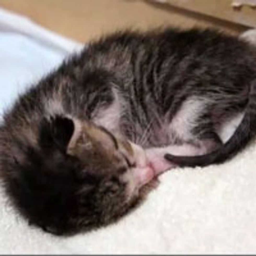 Tiny Sleep Talking Kitty