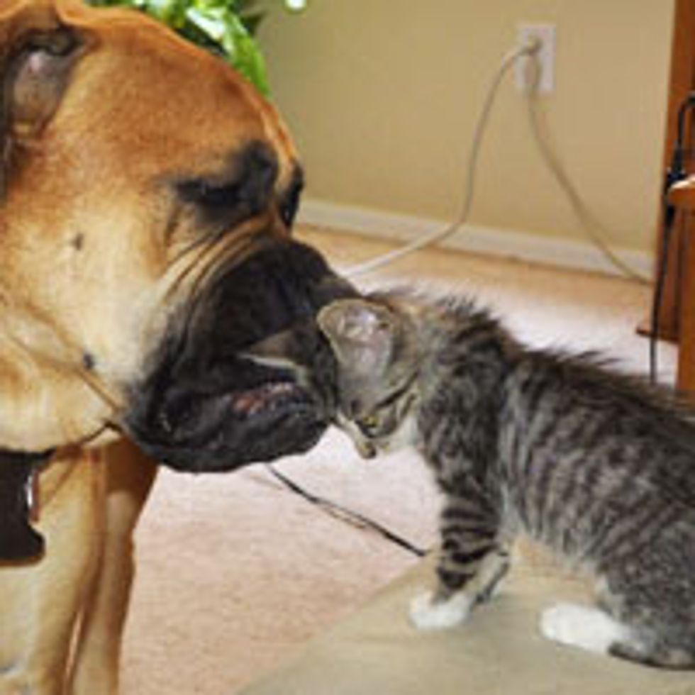 Stray Kitty Adopted by Loving Big Dog