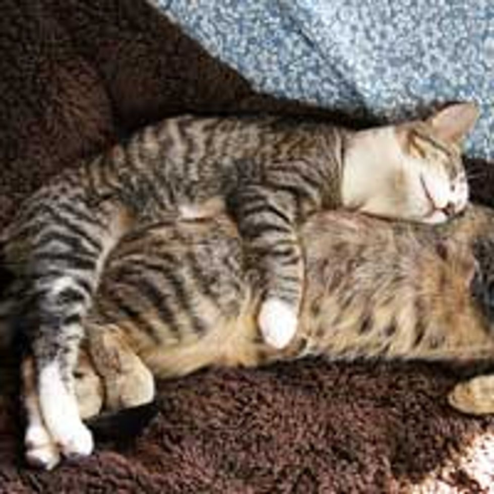 Cute Smiley Cuddly Foster Tabby