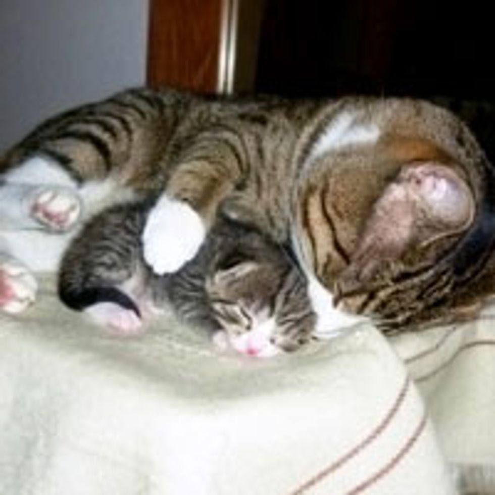 Father Cat Loves and Protects Little Ones