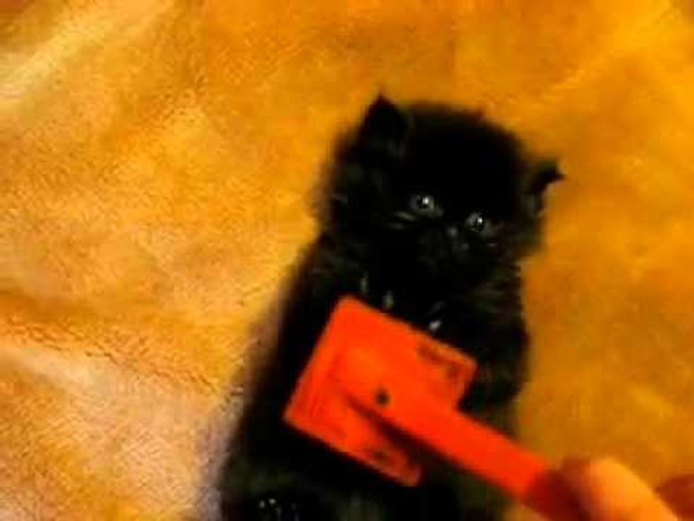 Tiny Fuzzy Kitty Gets Brushing