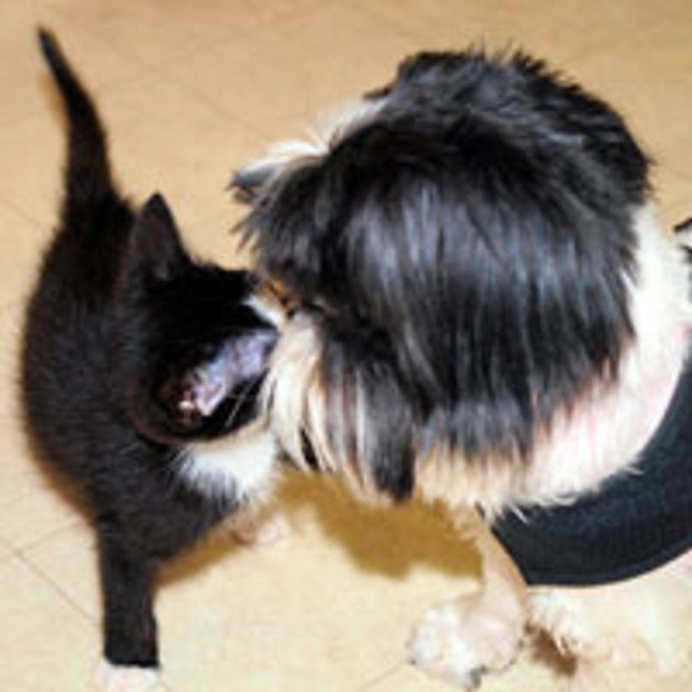 Dexter the Tuxedo Kitty Meets Dexter the Dog