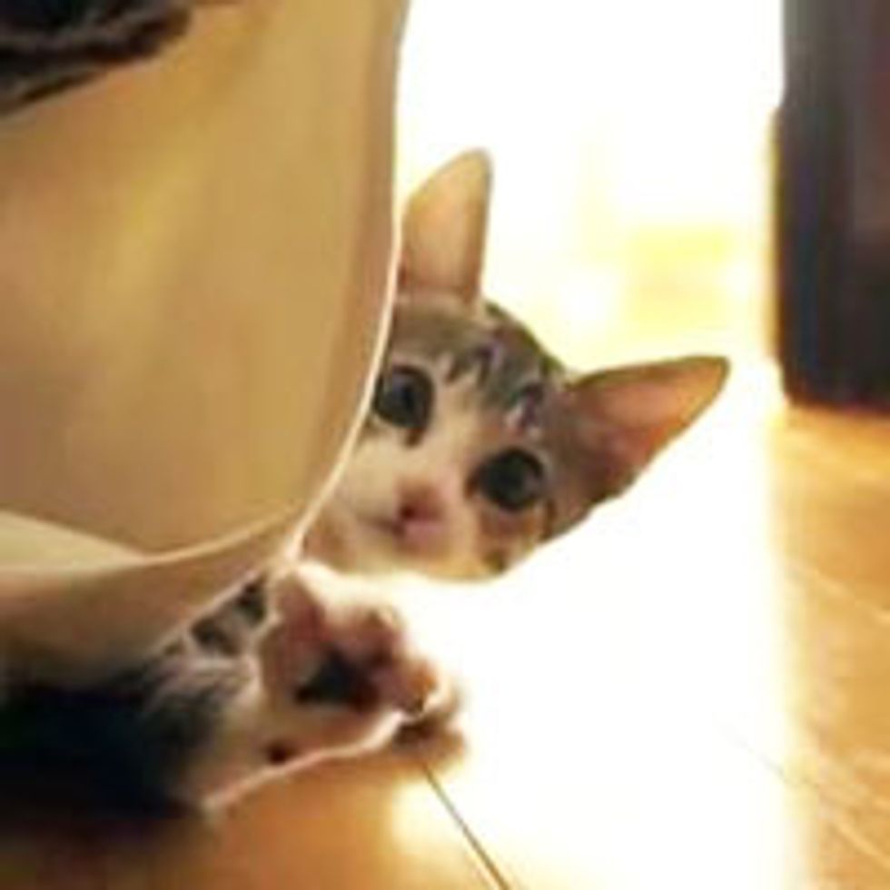 Kitty Playing Hide 'n Seek