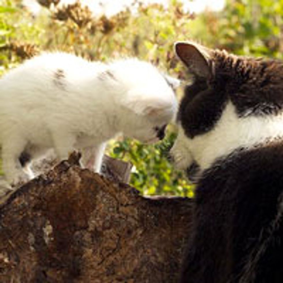 Love Between Blind Kitty and Rescue Cow Kitten