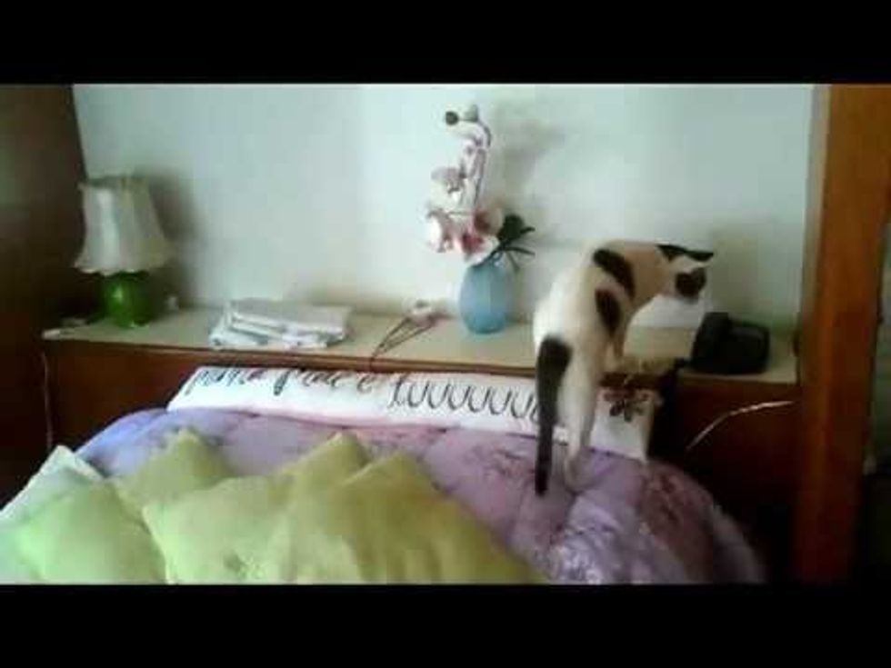 Cat Answers the Phone